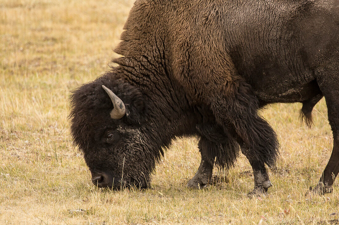 Yellowstone-Nationalpark, Wyoming, USA. Männlicher amerikanischer Bison beim Grasen.