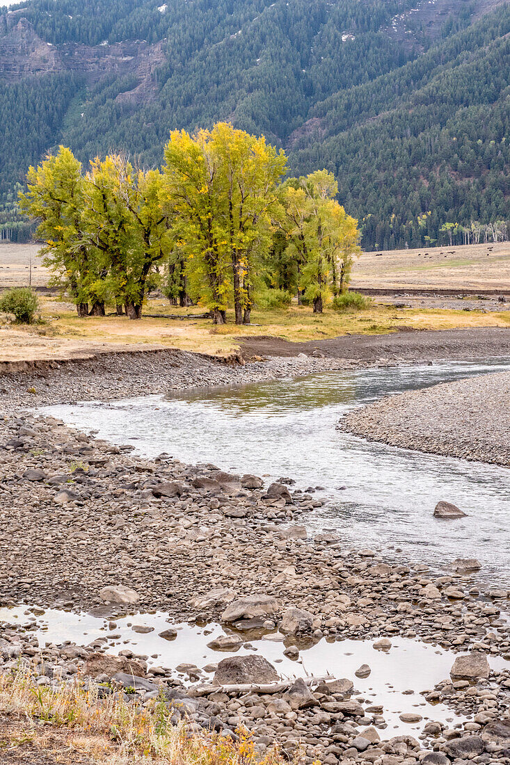 Yellowstone-Nationalpark, Wyoming, USA. Malerische Landschaft des Slough Creek.