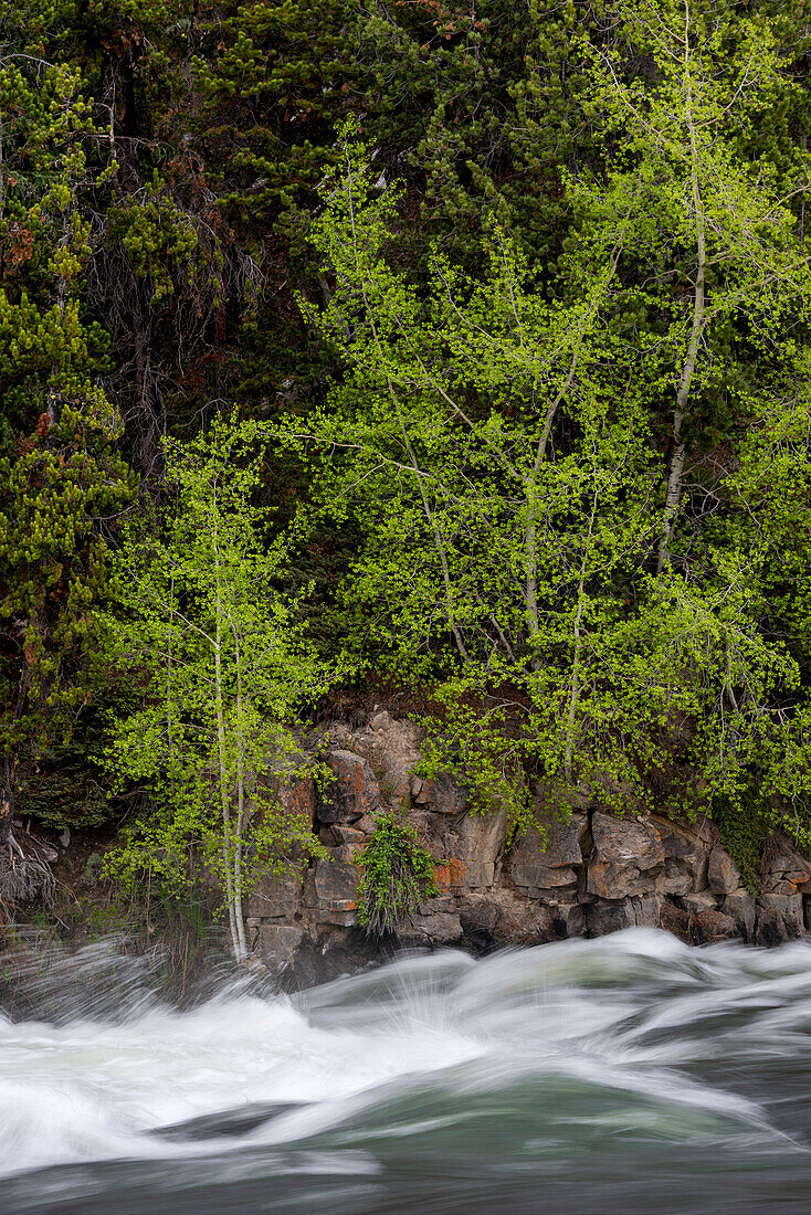 USA, Wyoming. Budding trees, La Grange Cascade, Yellowstone National Park.