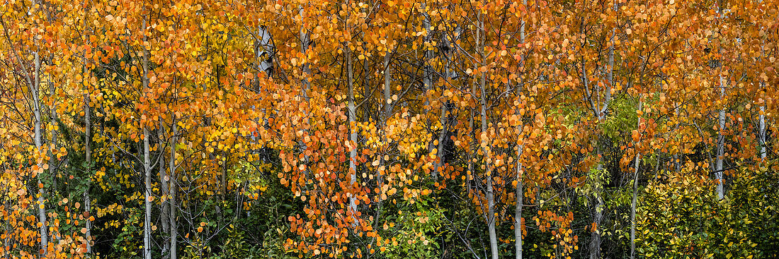 USA, Wyoming. Colorful autumn foliage, Grand Teton National Park.
