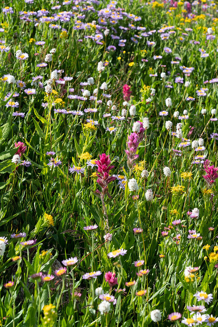 USA, Wyoming. Blühende alpine Wildblumen, Beartooth Highway.