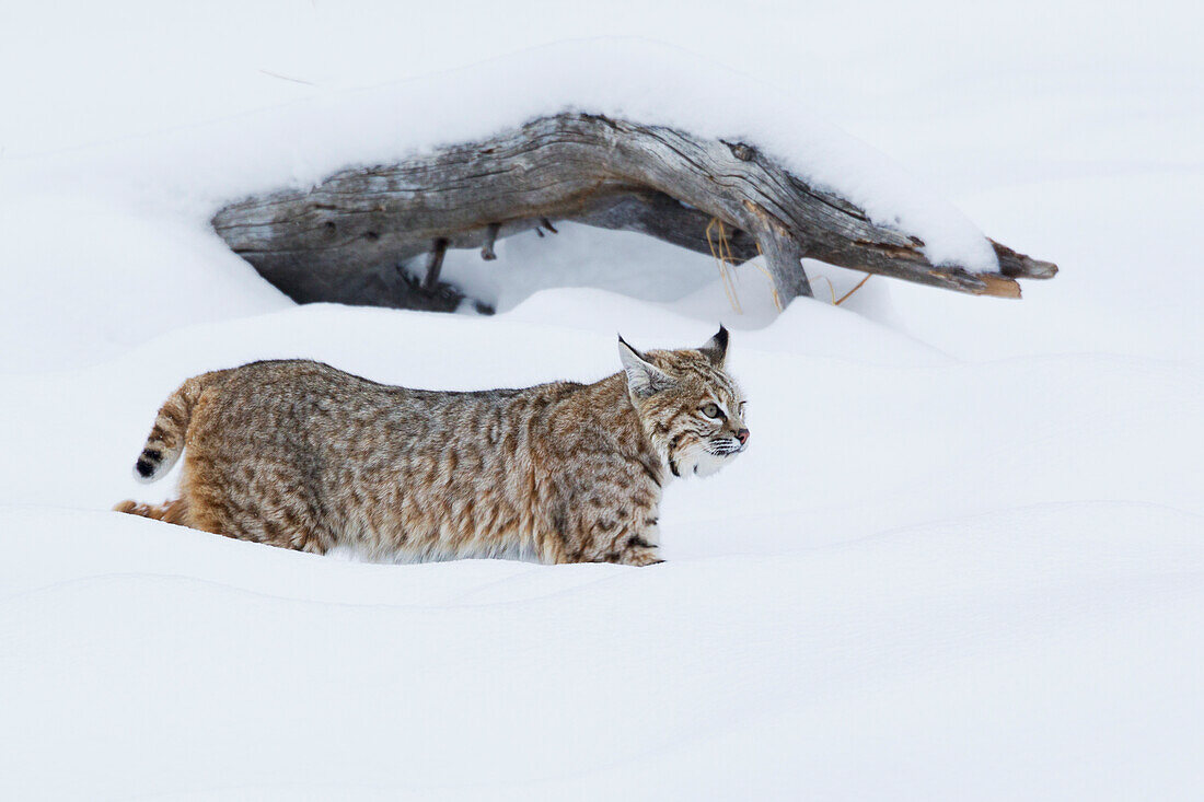Bobcat, Hunting in deep snow