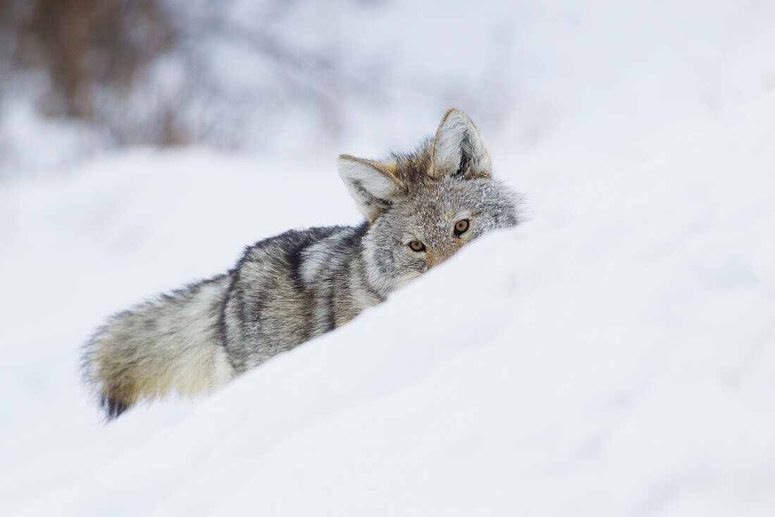 Coyote on a winter hunt