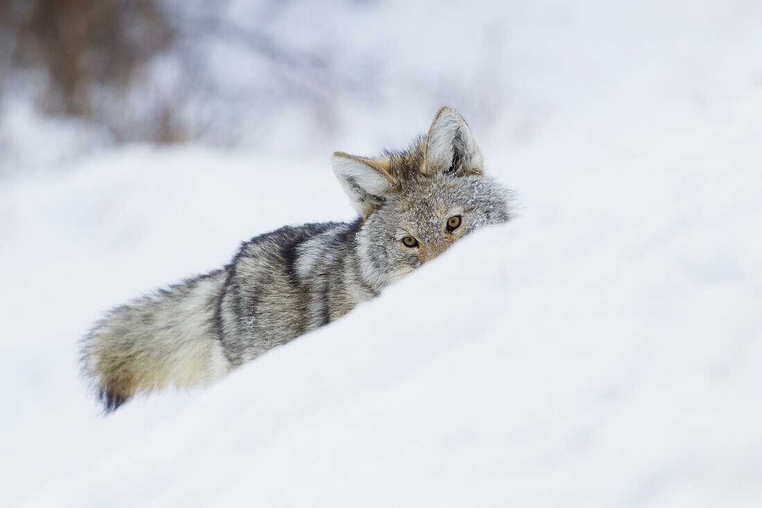 Kojote auf einer Winterjagd