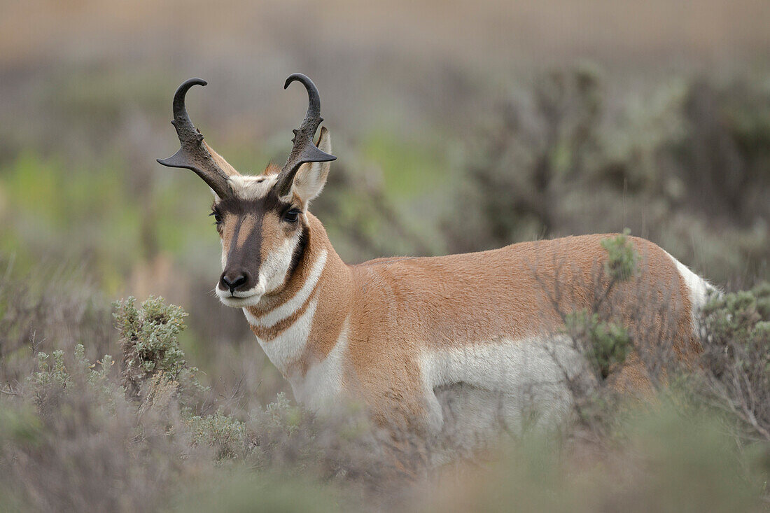 Gabelbock, Antilocapra americana, Grand Tetons National Park, Wyoming