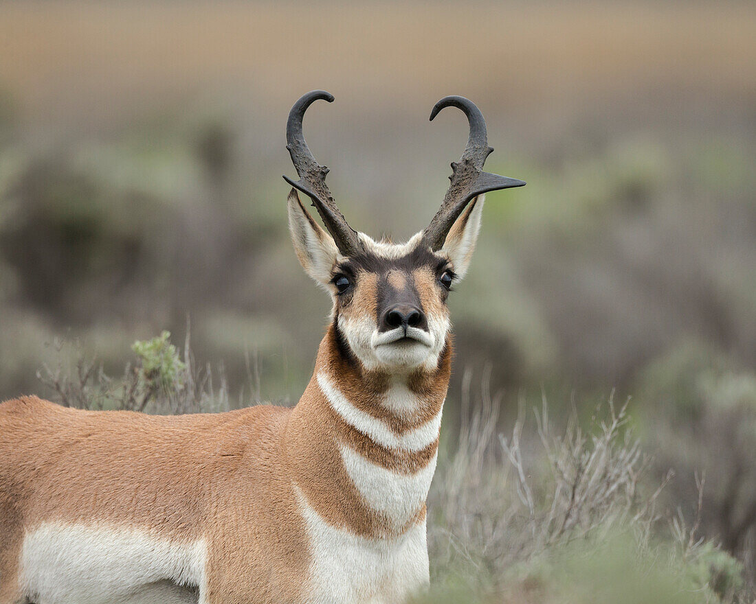 Spitzbock mit Territorialverhalten, Antilocapra americana, Grand Tetons National Park, Wyoming