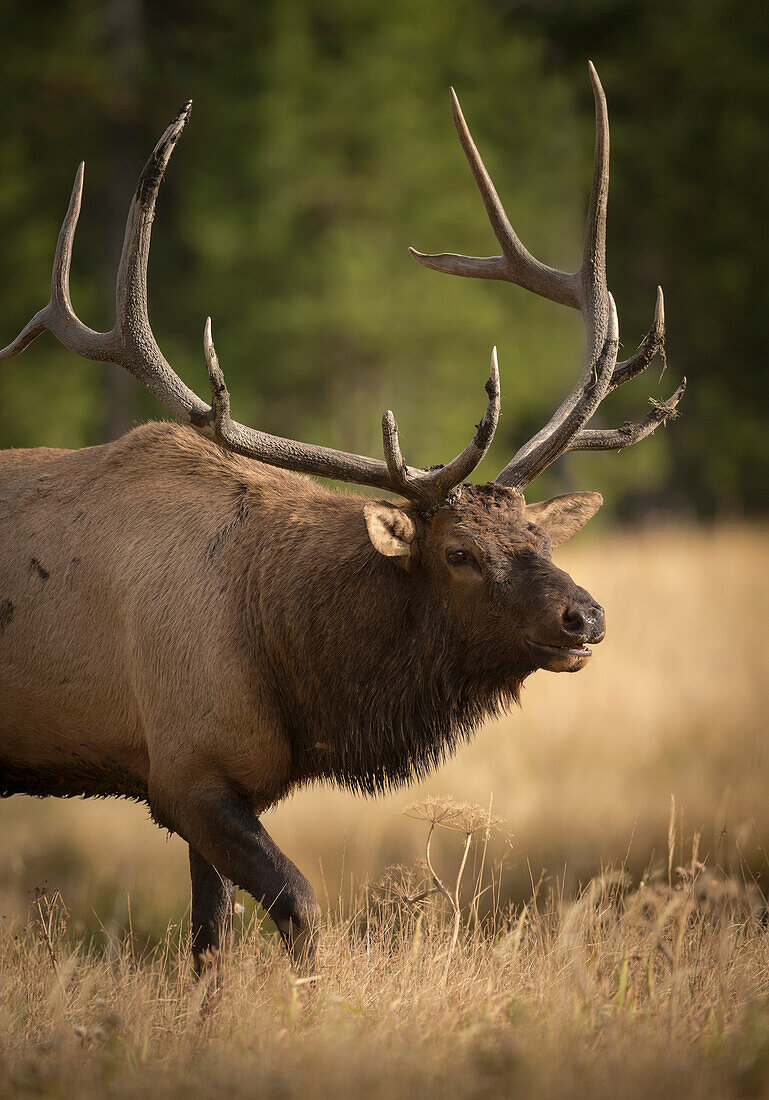 Schlammbedecktes Geweih eines Rocky-Mountain-Elchbullen in der Brunft, Cervus elaphus, Madison River, Yellowstone-Nationalpark, Wyoming