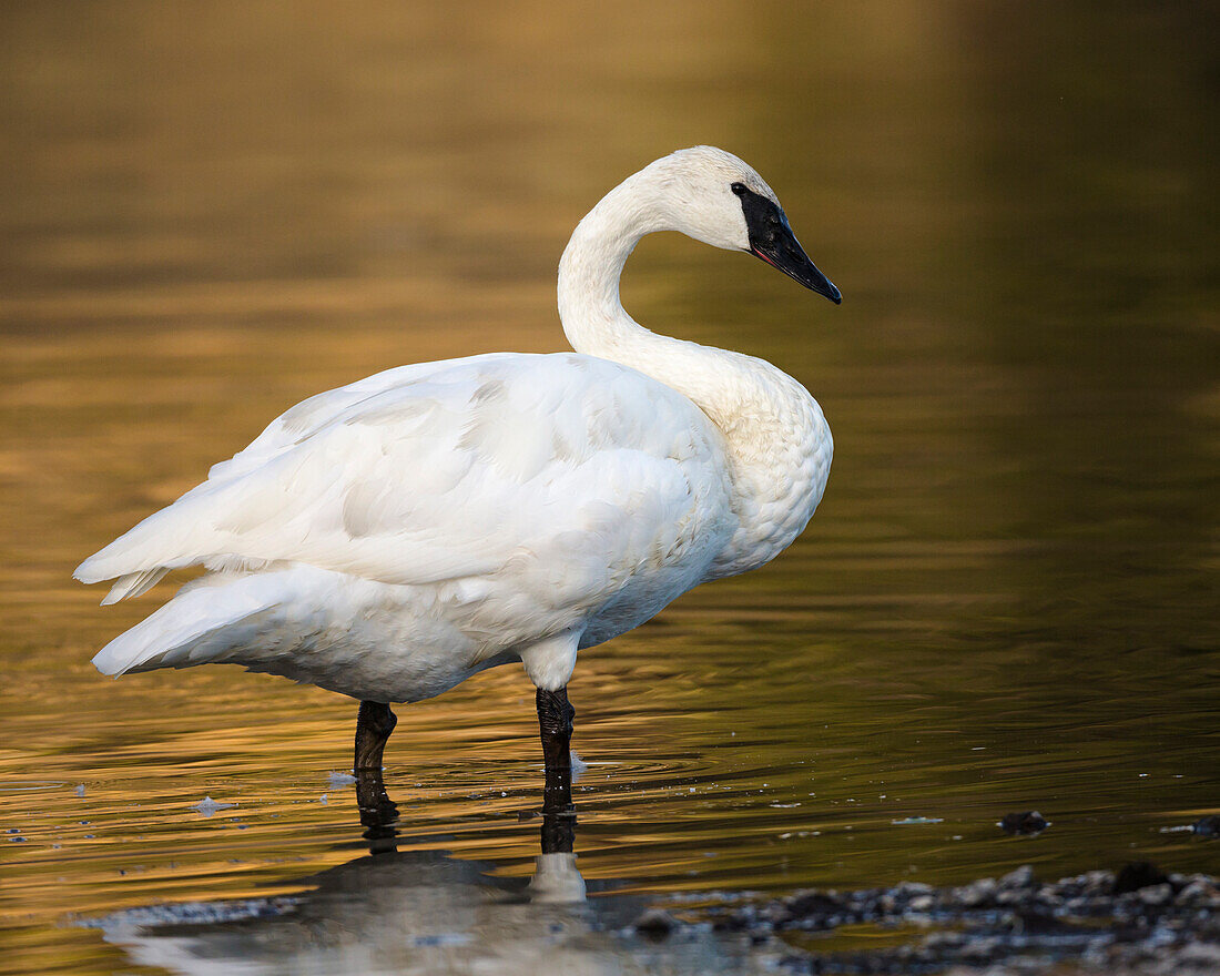 Trumpeter Swan preening, Cygnus buccinator, reintroduced to the Yellowstone basin, Yellowstone National Park, Wyoming