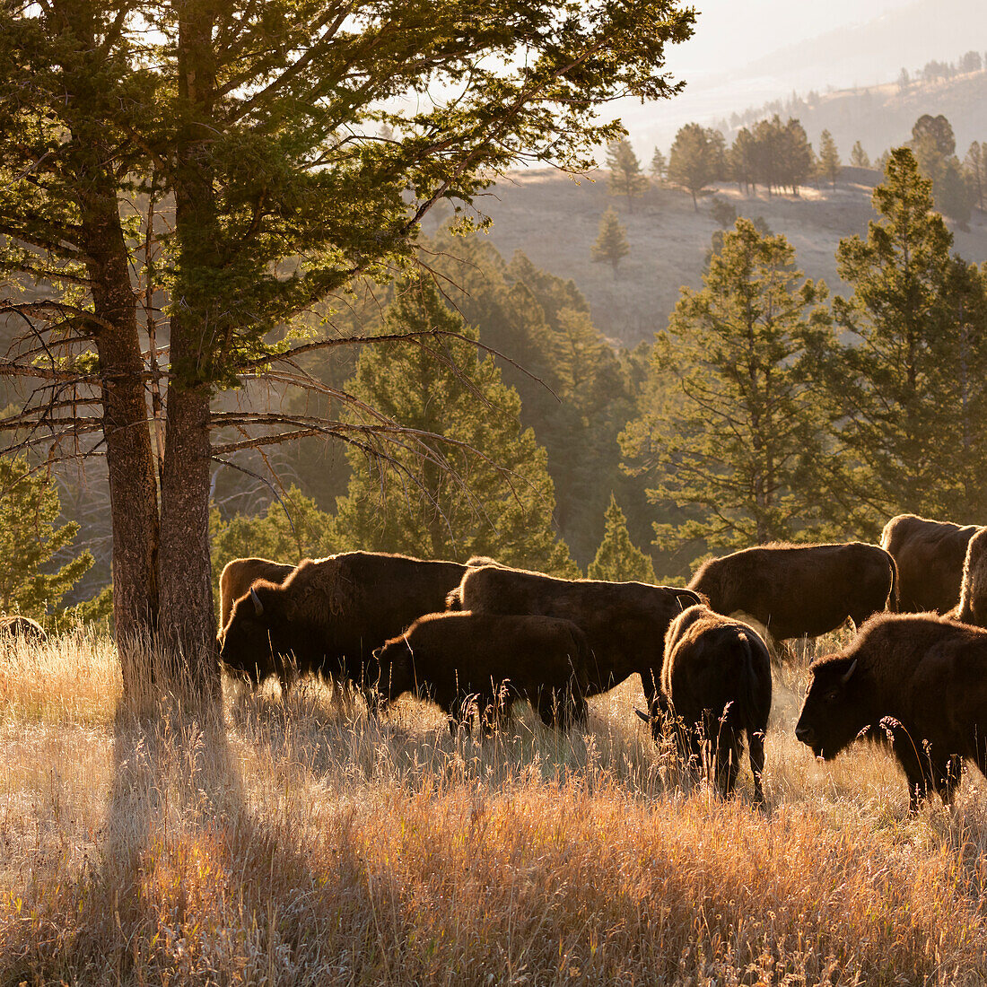 Amerikanische Bisonbullen Bison americanus, Blacktail-Plateau, Yellowstone-Nationalpark, Wyoming, USA