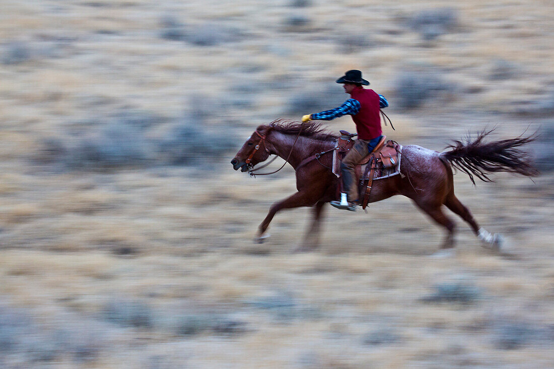 USA, Wyoming, Shell, Cowboy at Full Gallop Riding the Range