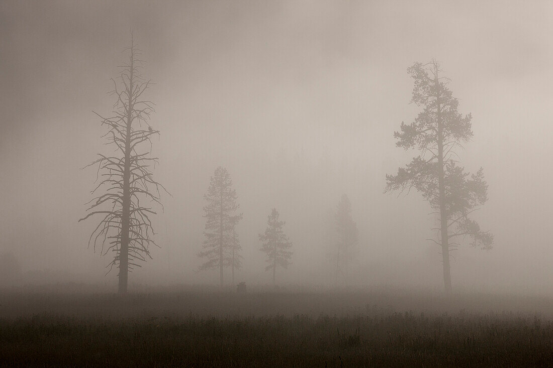 Bäume im Nebel. Früher Morgen. Yellowstone-Nationalpark, Wyoming.