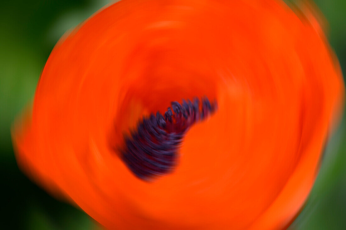 Orange Poppy