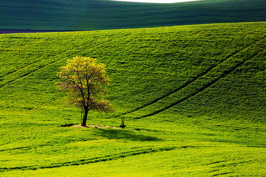 USA, Washington State, Palouse, Einsamer Baum im Weizenfeld mit Spuren, die über den Hügel führen
