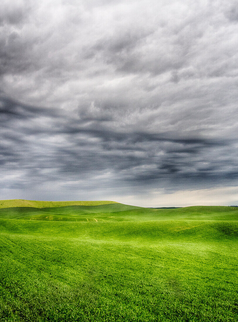 USA, Washington State, Palouse Country, Spring Wheat Field With Storm Coming