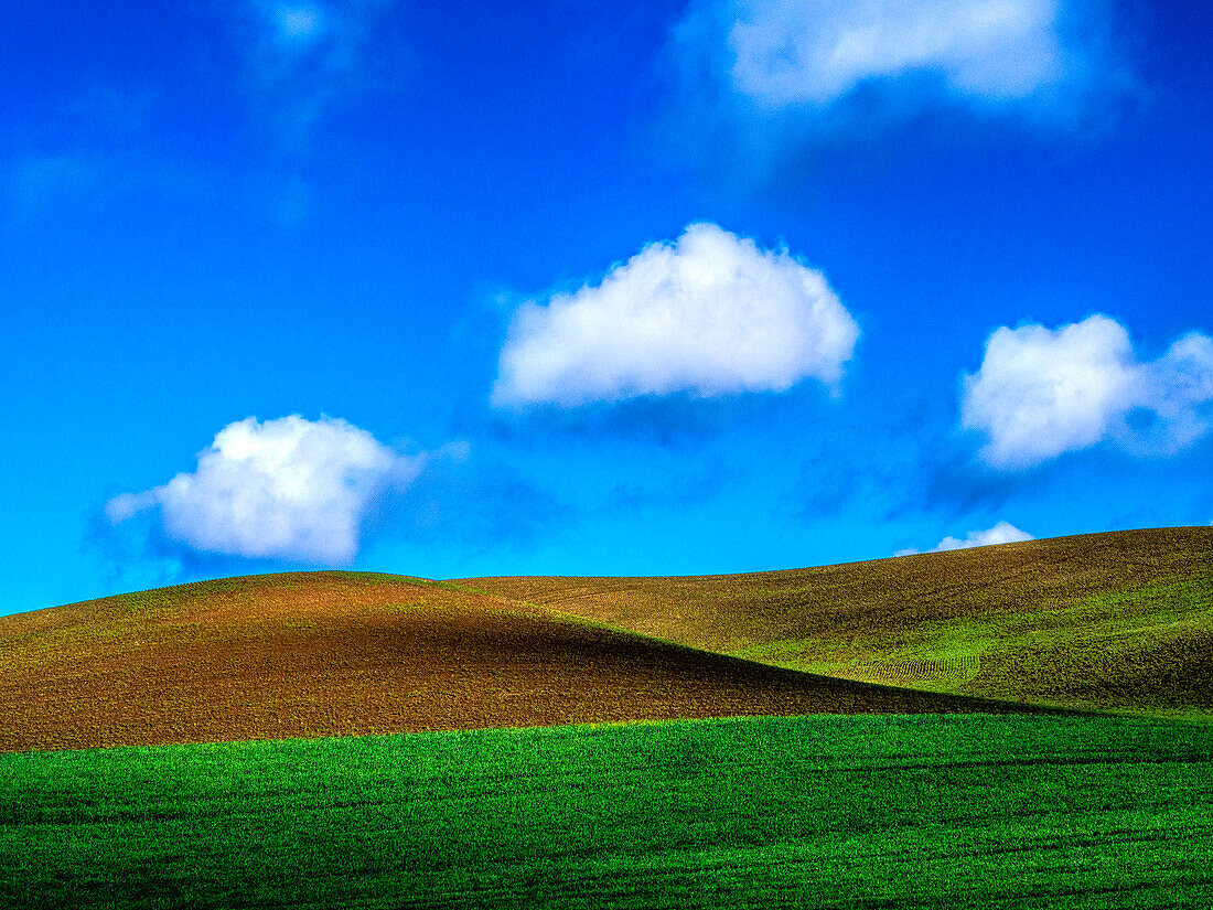 USA, Bundesstaat Washington, Palouse Country, Frühlingsweizenfeld und Wolken