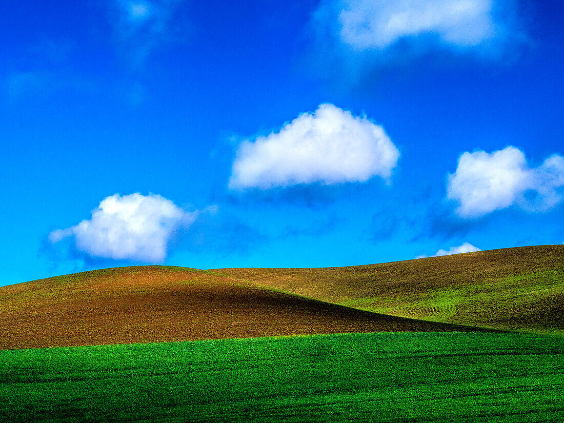 USA, Washington State, Palouse Country, Spring Wheat Field and Clouds