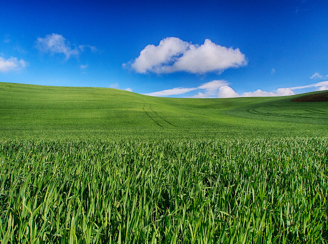 USA, Washington State, Palouse Country, Spring Wheat Field and Clouds