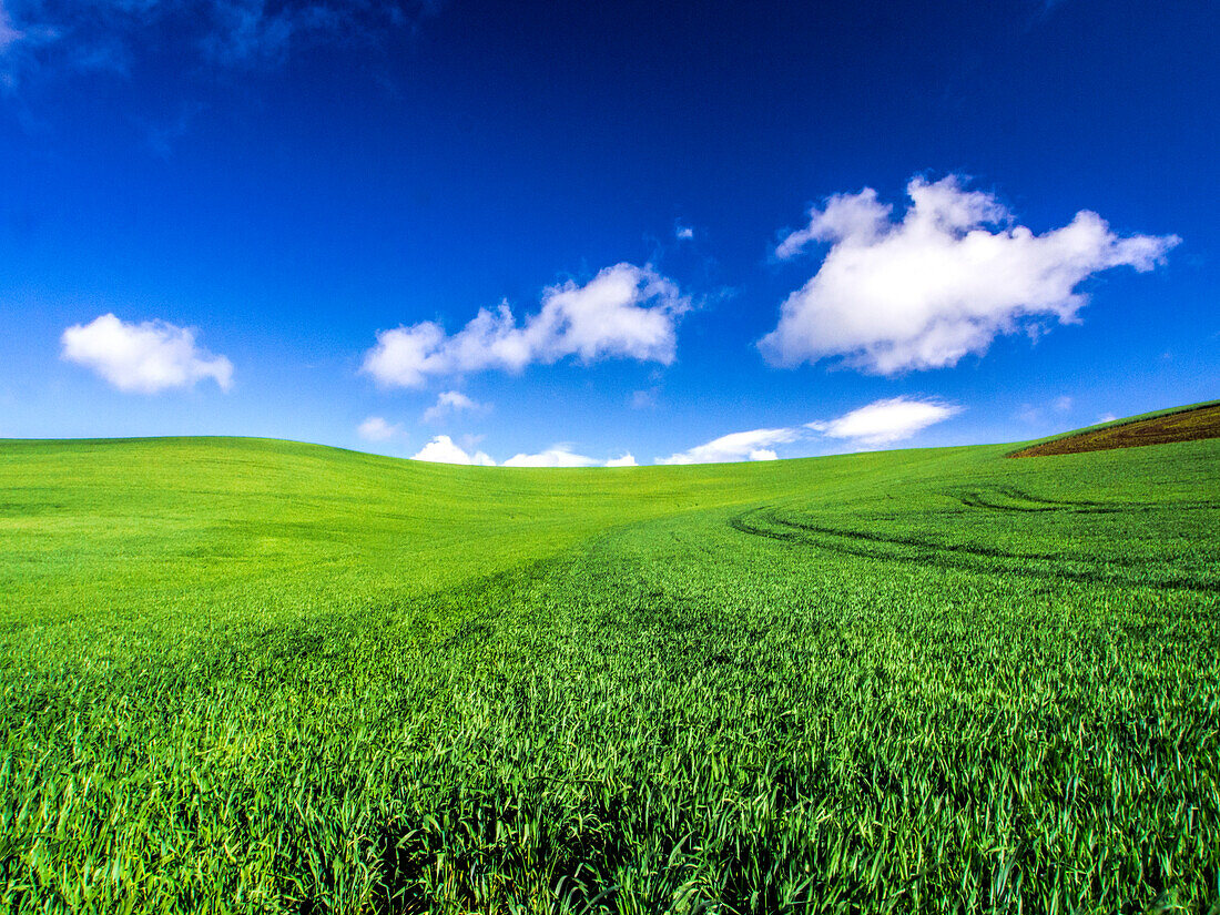 USA, Washington State, Palouse Country, Spring Wheat Field and Clouds