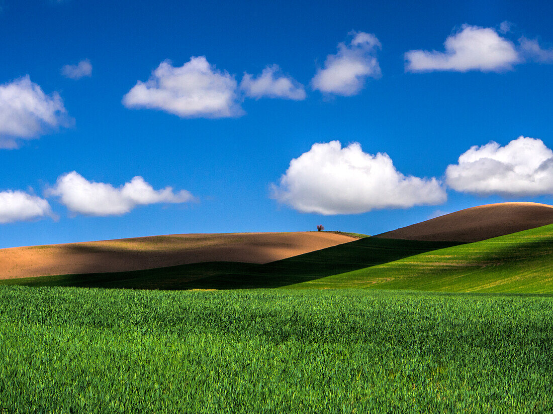 USA, Washington State, Palouse Country, Spring Wheat Field and Clouds