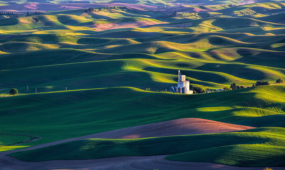 USA, Washington State, Steptoe, Old Silo in Spring Wheat Field