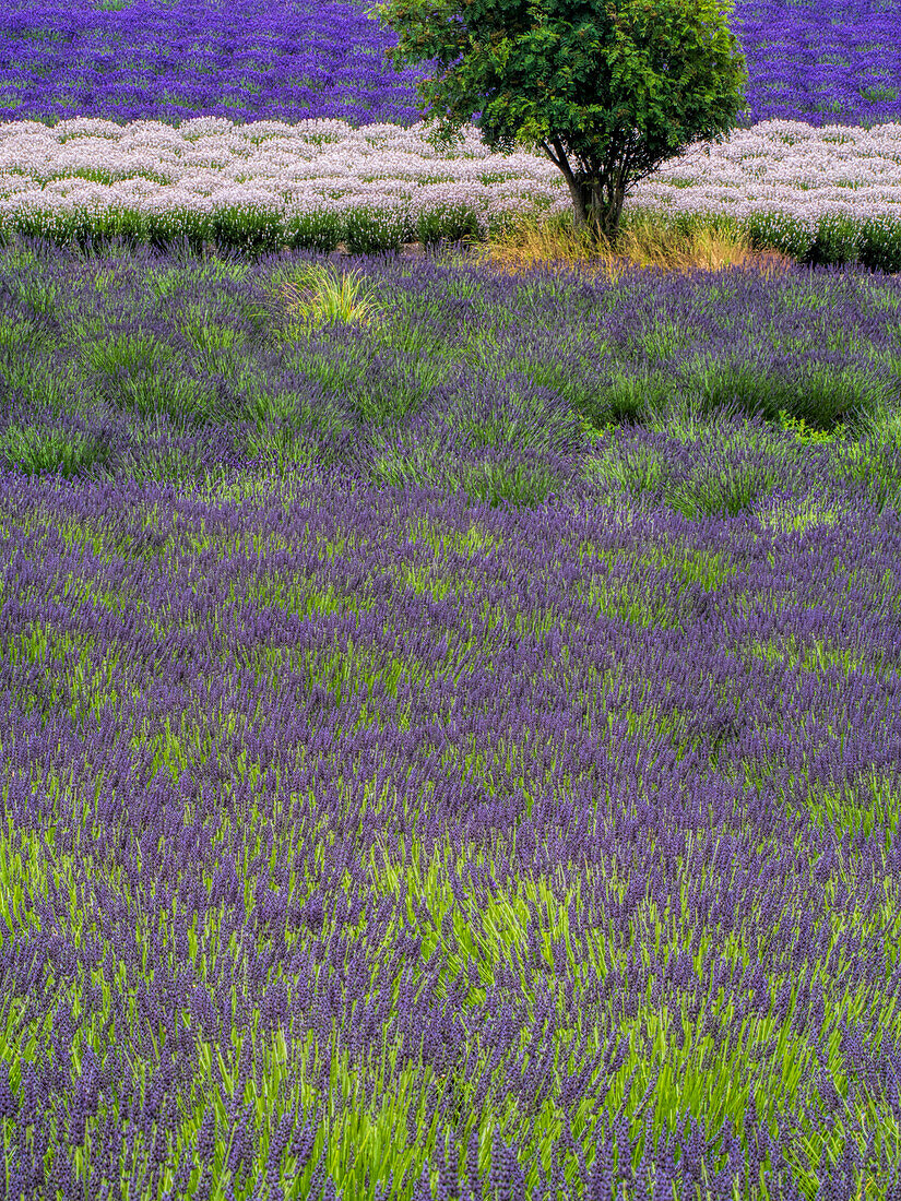 USA, Bundesstaat Washington, Sequim, Lavendelfeld in voller Blüte mit Lone Tree