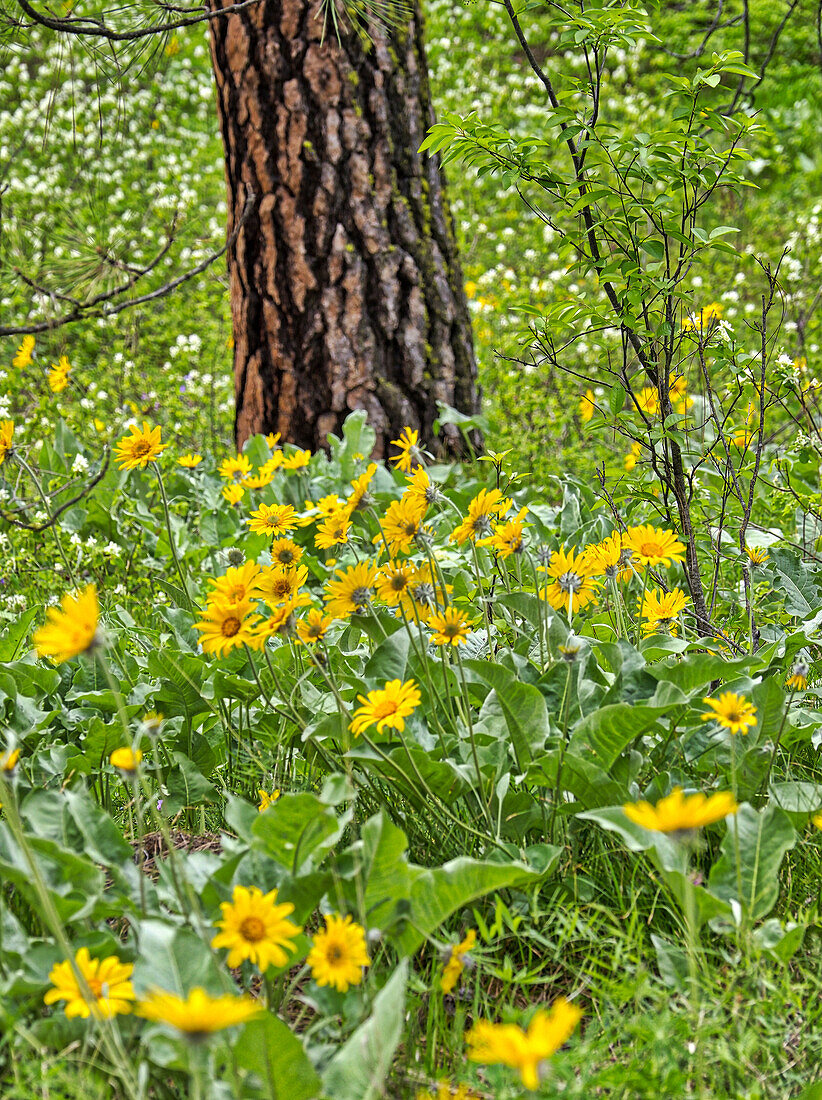 USA, Washington State, Easter Cascade Mountains, Ponderosa Pine with Spring wildflowers