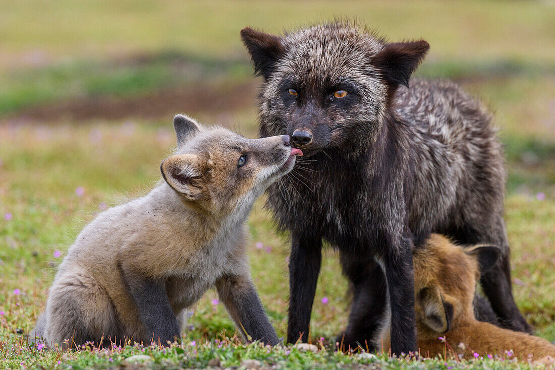 USA, Washington State. Red fox with European rabbit prey.