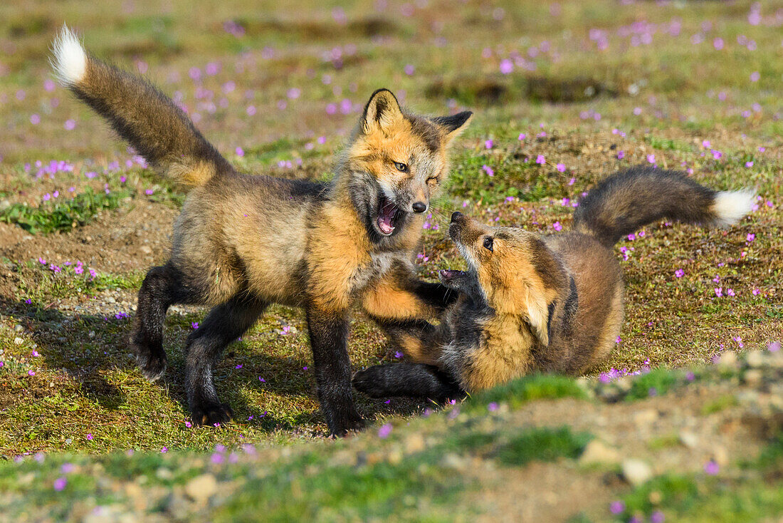 USA, Washington State. Red fox kits.