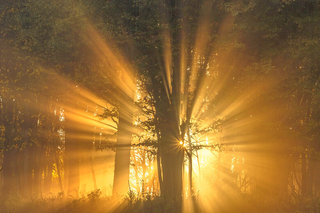 USA, West Virginia, Canaan Valley State Park. Sunburst through tree in forest