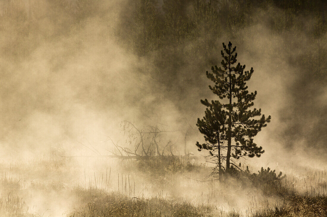 Trees silhouetted in morning mist, Yellowstone National Park, Wyoming.