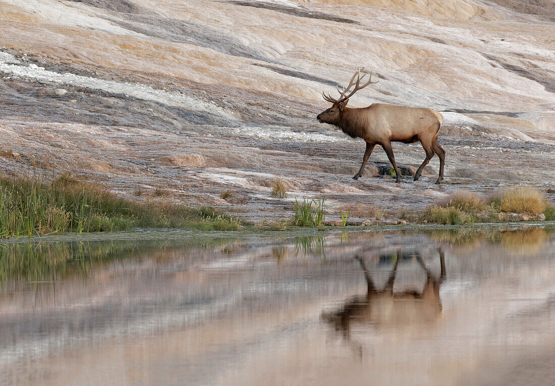 Bull Elk reflecting on pond at base of Canary Spring, Yellowstone National Park, Wyoming.