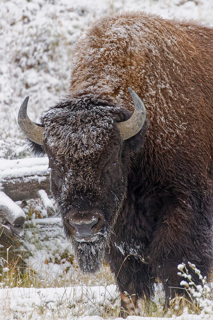 Amerikanischer Bison, Bison Bison und leichter Schneestaub, Yellowstone National Park, Wyoming