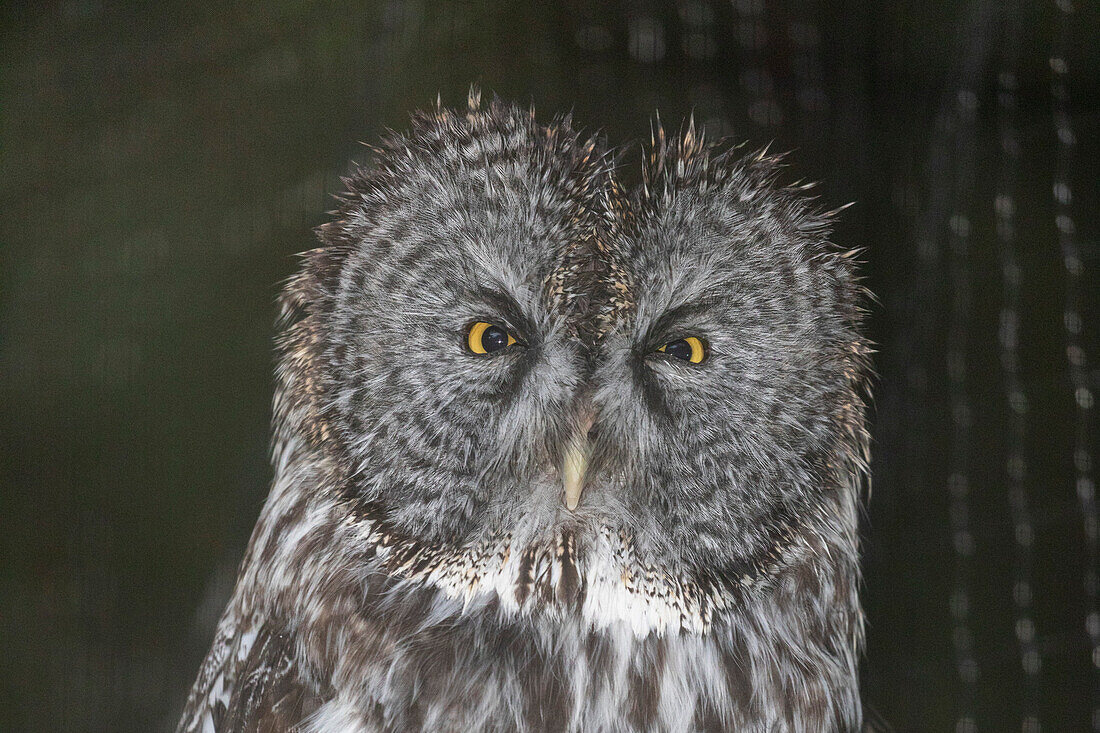 Steinkauz (Strix nebulosa), The Raptor Rehabilitation Center in Sitka, Alaska, Vereinigte Staaten von Amerika, Nordamerika