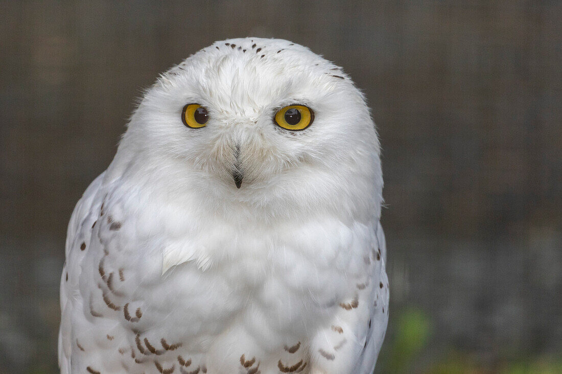 Adult captive snowy owl (Bubo scandiacus), Alaska Raptor Center in Sitka, Southeast Alaska, United States of America, North America