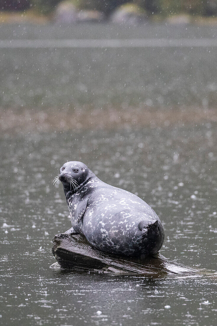 Adult harbor seal (Phoca vitulina), hauled out on a log in Misty Fjords National Monument, Southeast Alaska, United States of America, North America