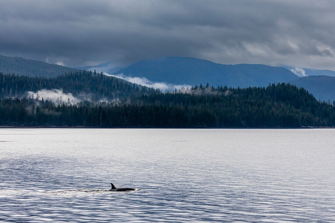 Schwertwal (Orcinus orca), Auftauchen im Behm-Kanal, Südost-Alaska, Vereinigte Staaten von Amerika, Nordamerika