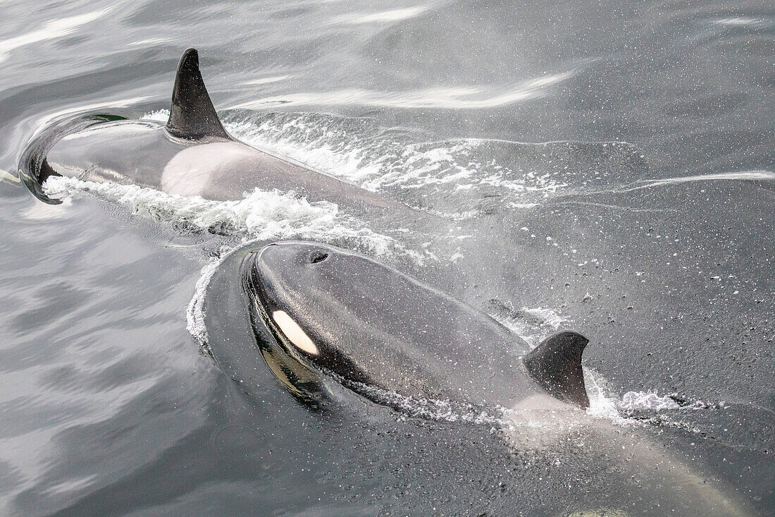 Eine kleine Schwertwal-Gruppe (Orcinus orca), die im Behm-Kanal auftaucht, Südost-Alaska, Vereinigte Staaten von Amerika, Nordamerika