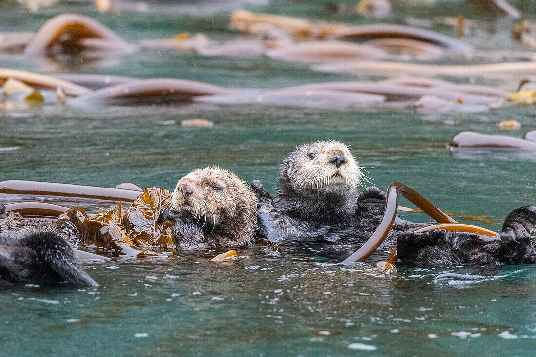 Mutter und Jungtier des Seeotters (Enhydra lutris), Rafting im Seetang auf den Inian Islands, Südost-Alaska, Vereinigte Staaten von Amerika, Nordamerika