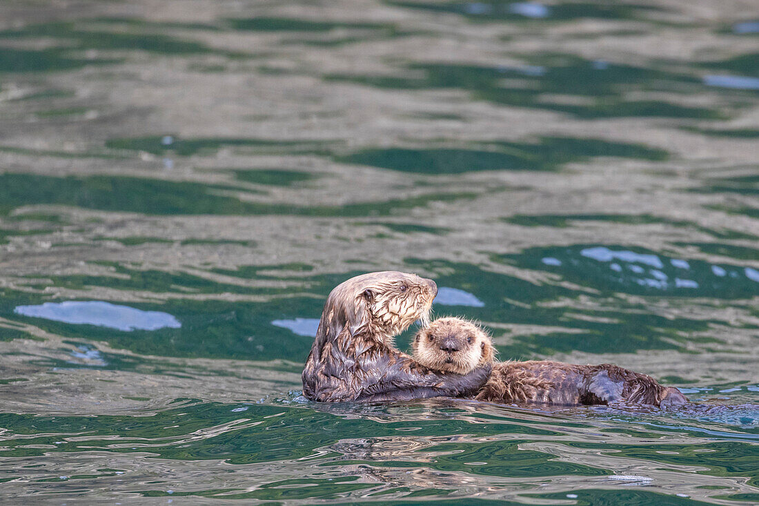 Mutter und Jungtier des Seeotters (Enhydra lutris) beim Rafting im Seetang auf den Inian-Inseln, Südost-Alaska, Vereinigte Staaten von Amerika, Nordamerika