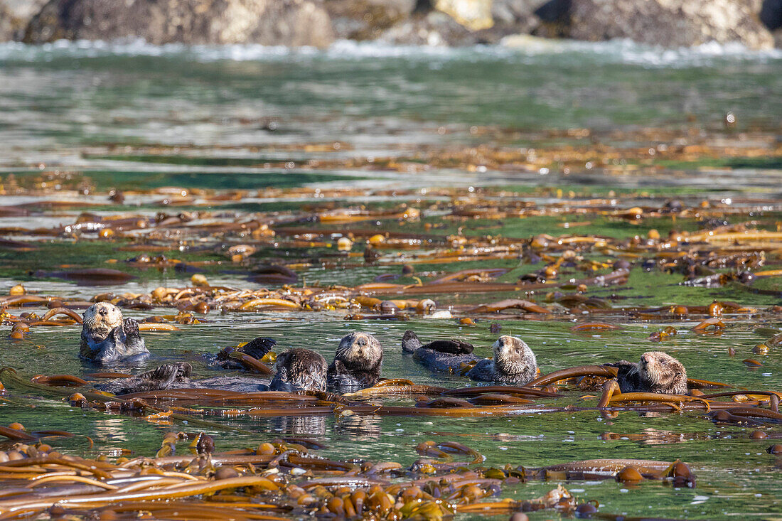 Eine Gruppe von Seeottern (Enhydra lutris), die im Seetang auf den Inian-Inseln flößen, Südost-Alaska, Vereinigte Staaten von Amerika, Nordamerika