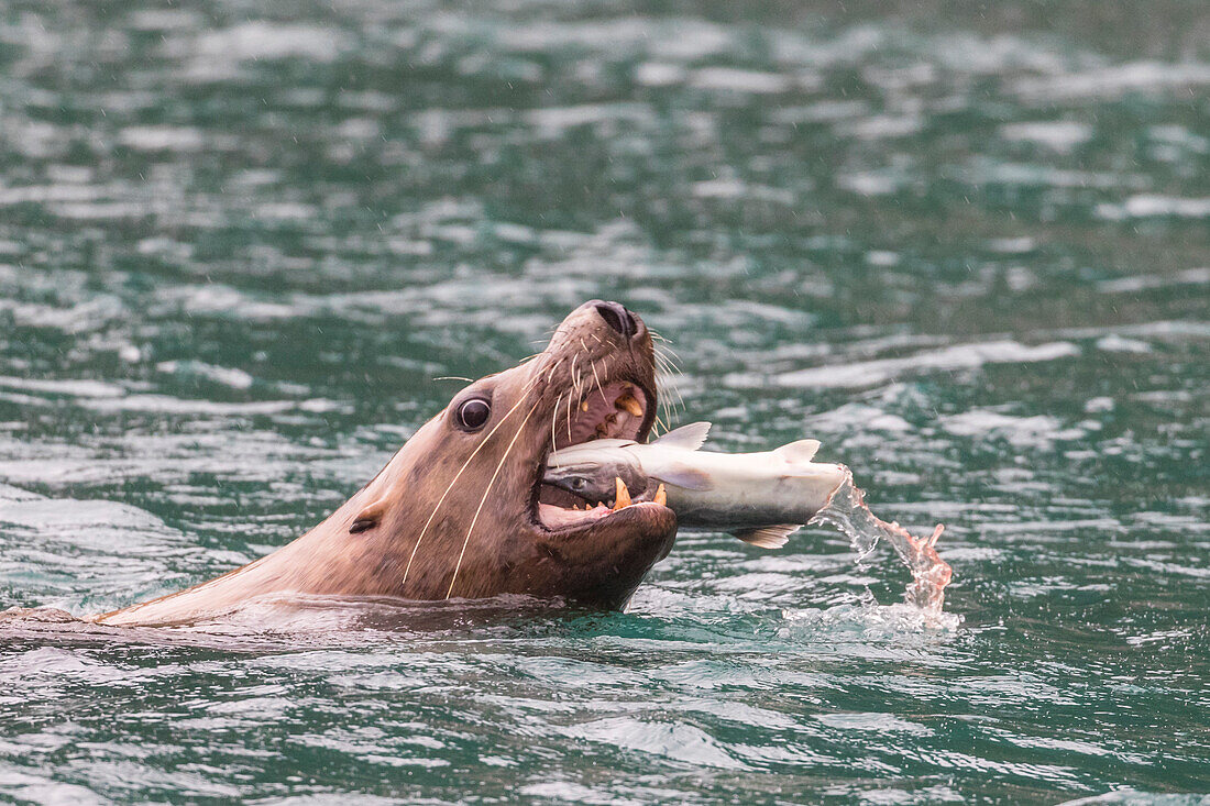 Ausgewachsener männlicher Stellerscher Seelöwe (Eumetopias jubatus), der einen Lachs auf den Inian-Inseln im Südosten Alaskas, Vereinigte Staaten von Amerika, Nordamerika, stückelt