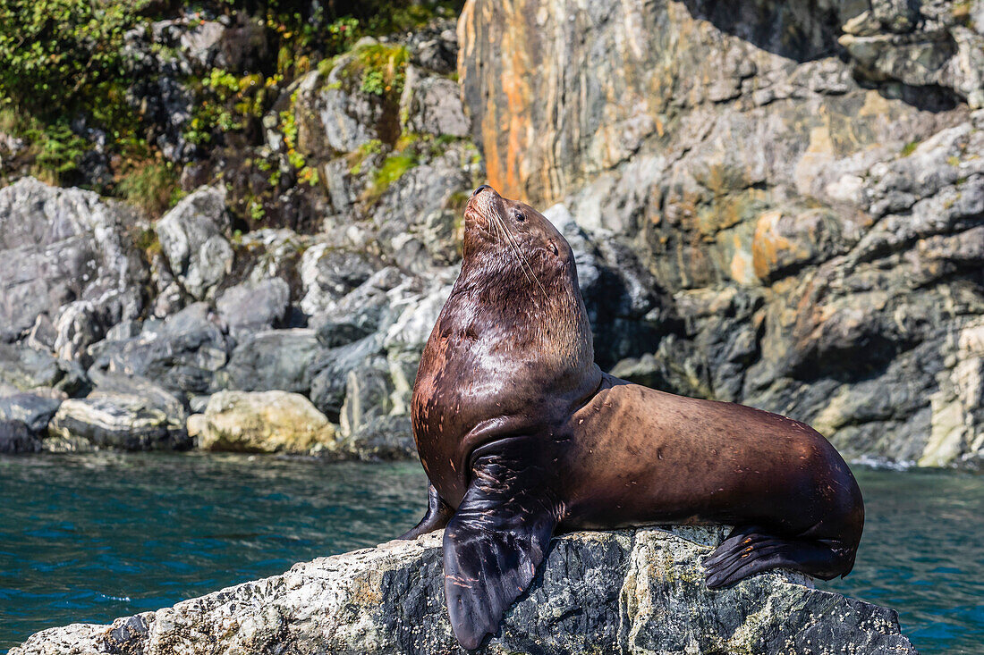 Steller sea lion (Eumetopias jubatus), hauled out on the flood tide in the Inian Islands in southeast Alaska, United States of America, North America