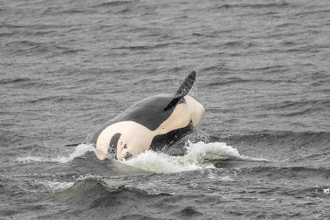 Adult female killer whale (Orcinus orca), breaching in Behm Canal, Southeast Alaska, United States of America, North America