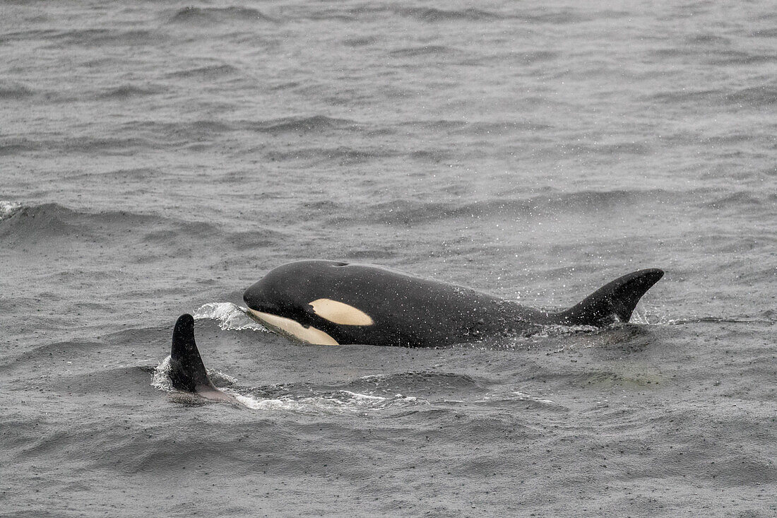 Ausgewachsener weiblicher Schwertwal (Orcinus orca), auftauchend im Behm-Kanal, Südost-Alaska, Vereinigte Staaten von Amerika, Nordamerika