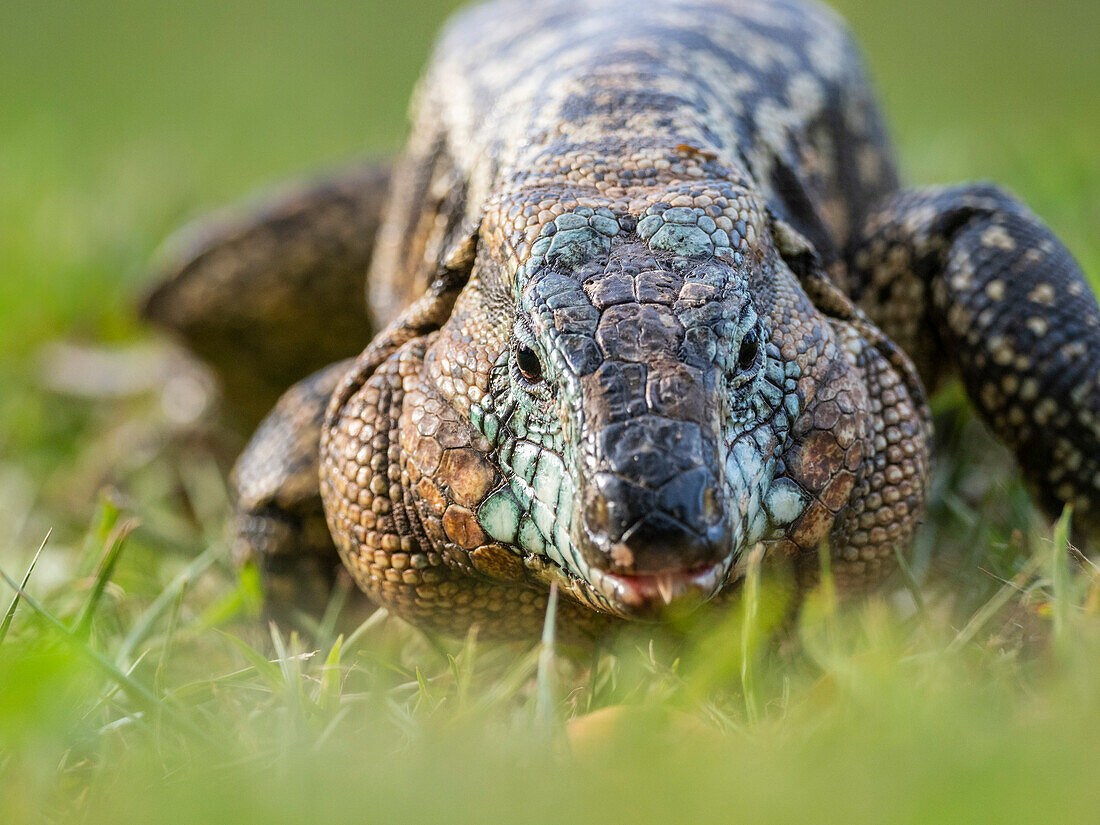 An adult Argentine black and white tegu (Salvator merianae), Iguazu Falls, UNESCO World Heritage Site, Misiones Province, Argentina, South America