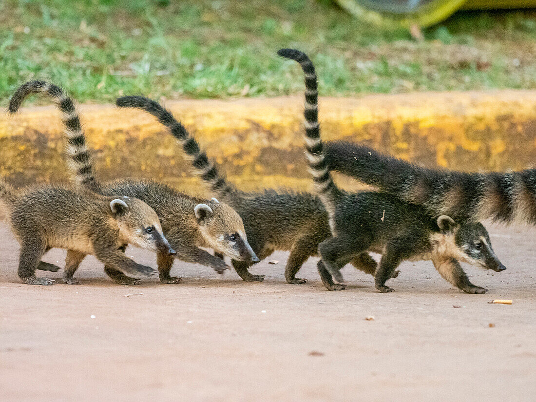 Young South American coatis (Nasua nasua), following mom at Iguazu Falls, Misiones Province, Argentina, South America