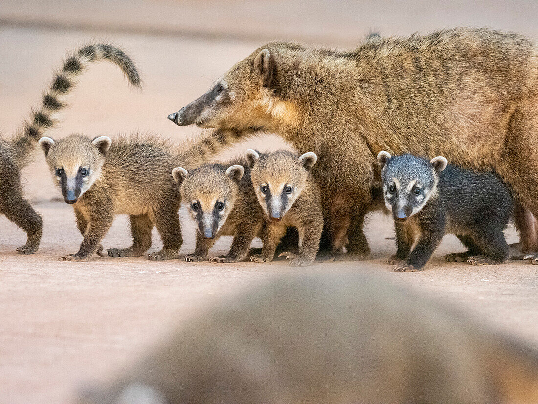 Junger südamerikanischer Nasenbär (Nasua nasua), der seiner Mutter folgt, an den Iguazu-Fällen, Provinz Misiones, Argentinien, Südamerika