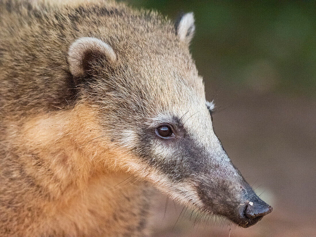 Ausgewachsener weiblicher Südamerikanischer Nasenbär (Nasua nasua), Iguazu-Fälle, Provinz Misiones, Argentinien, Südamerika