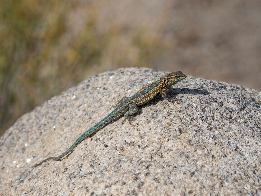 Eine ausgewachsene Gewöhnliche Schuppeneidechse (Uta stansburiana), im Joshua-Tree-Nationalpark, Kalifornien, Vereinigte Staaten von Amerika, Nordamerika