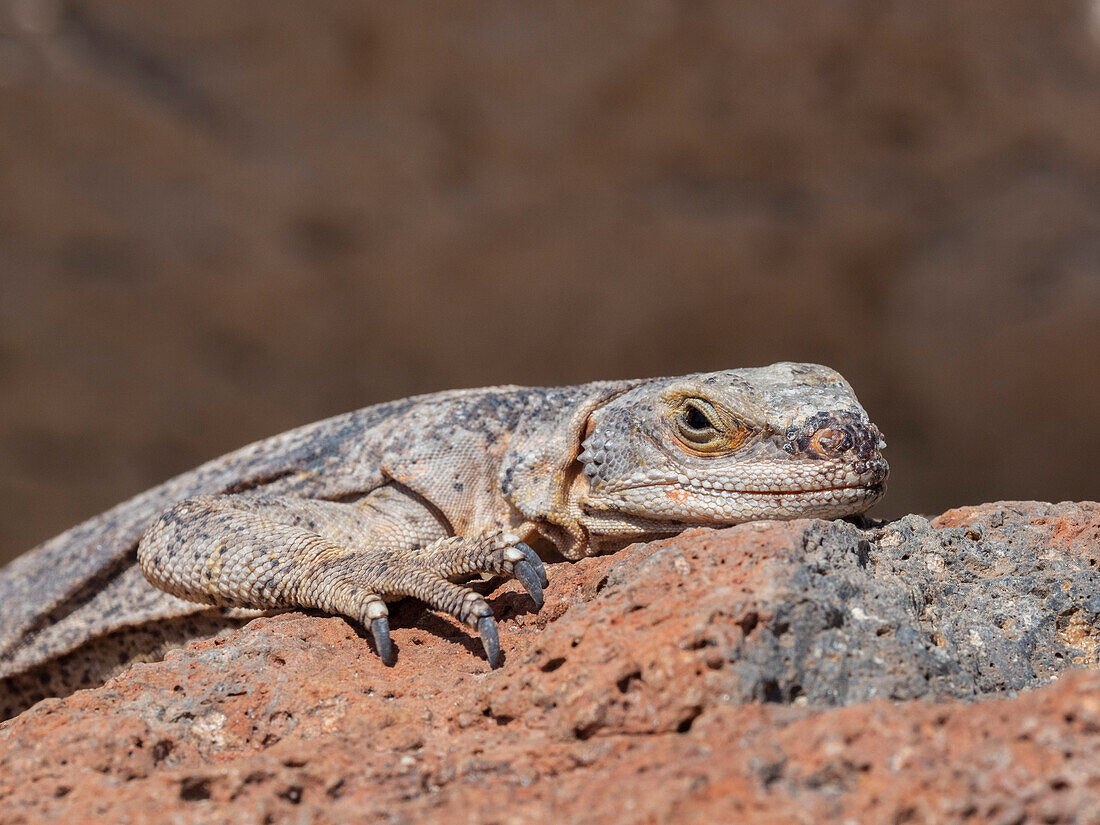 Common chuckwalla (Sauromalus ater), basking in the sun in Red Rock Canyon State Park, California, United States of America, North America